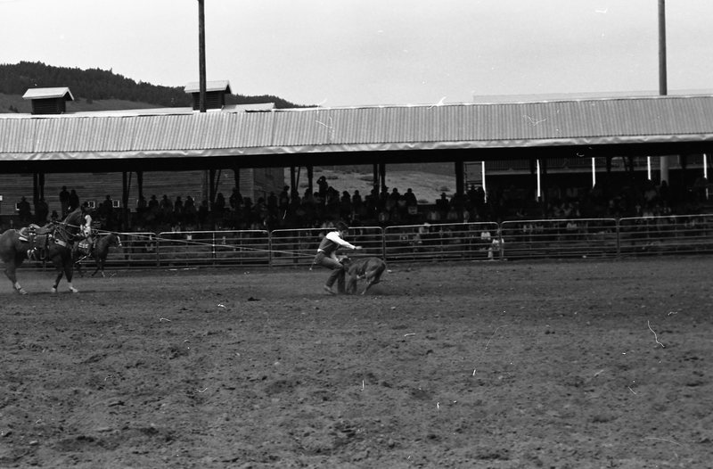 1981 Rodeo, Calf Roping 05