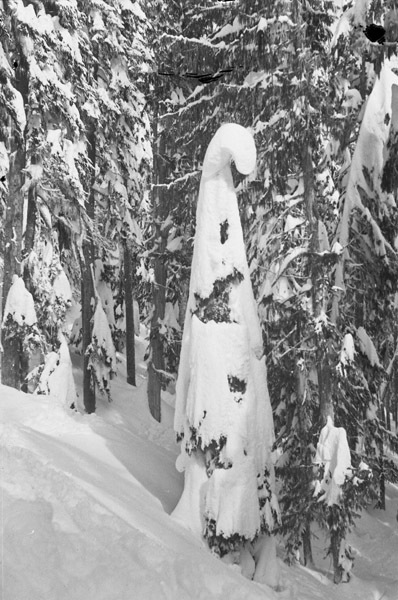 Mt. Rainier, Snow Hike 4
