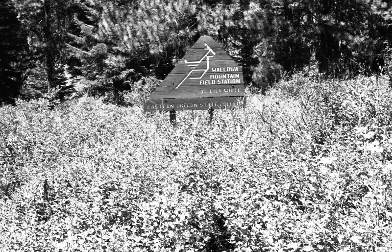 1981 Wallowa Mt. Field Station 50