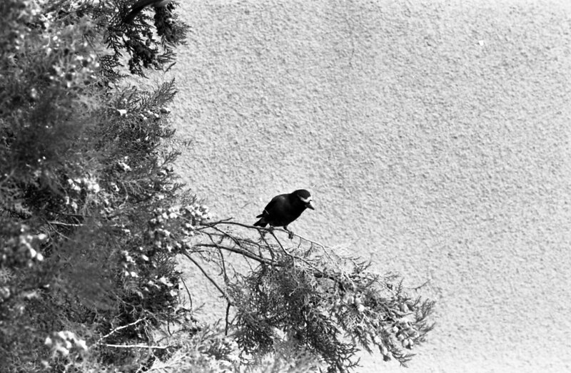 1977 Birds, Migratory 07