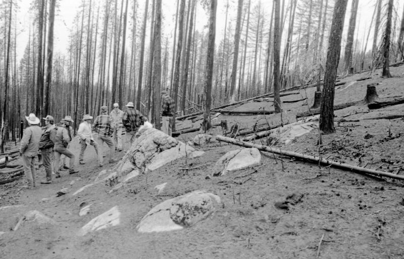 1987 Field Trip, Forest 13