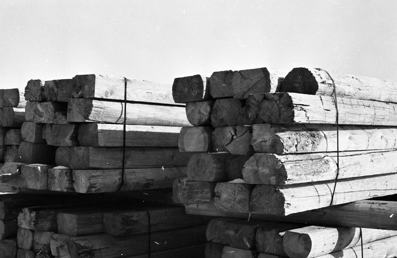 1980 Log Plant 19