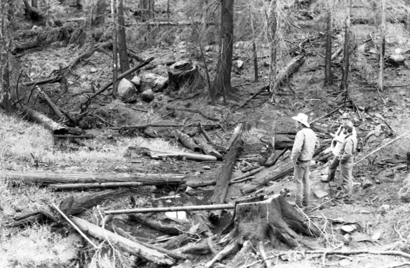 1987 Field Trip, Forest 21