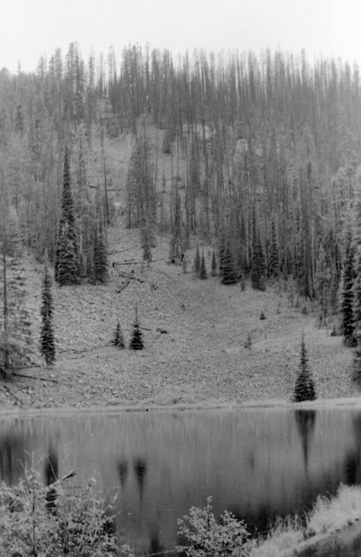 1987 Field Trip, Forest 20