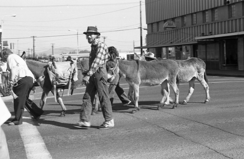1981 Homecoming Parade, Donkeys 02