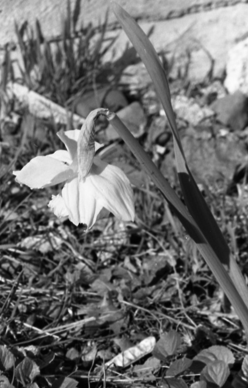 1985 Daffodils 06