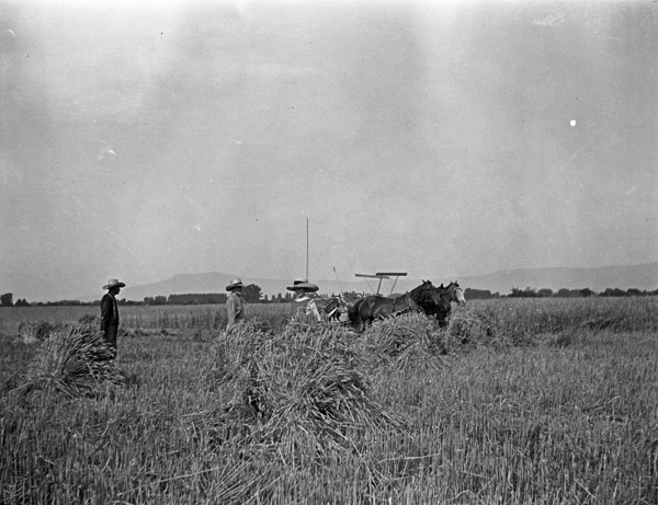 Farm, Binder Operation 2