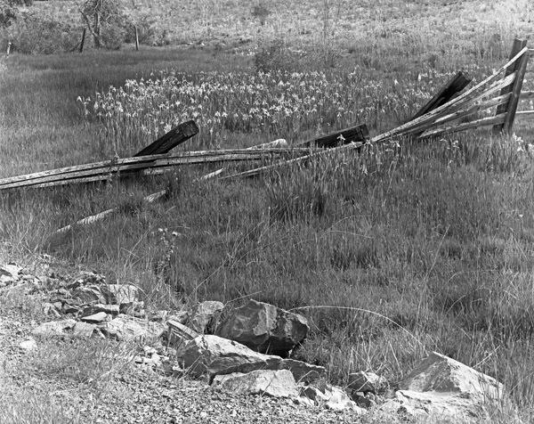 Ladd Canyon, Fence &amp; Flowers 2