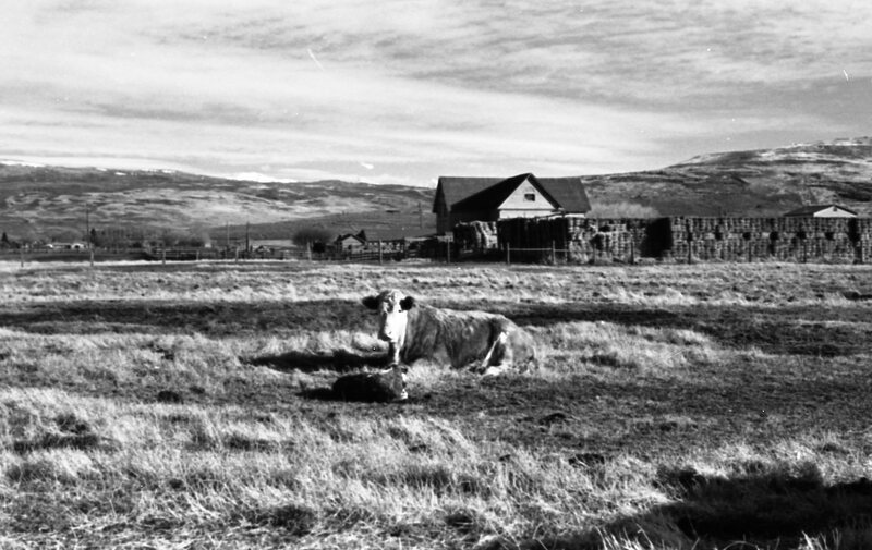 1978 OSU Union Experimental Field Station, Livestock 02
