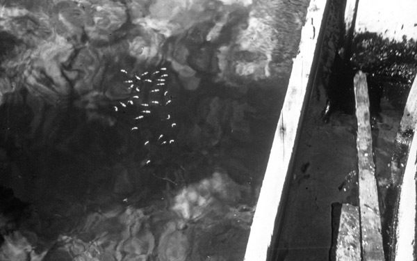 Biak, Tiny Fish
