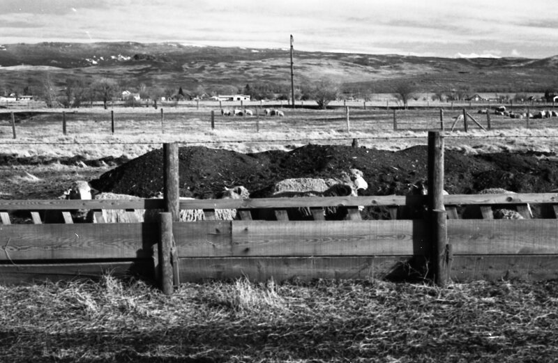 1978 OSU Union Experimental Field Station, Livestock 13