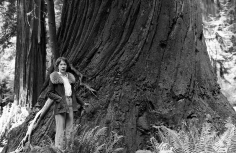 1980 Redwoods 01