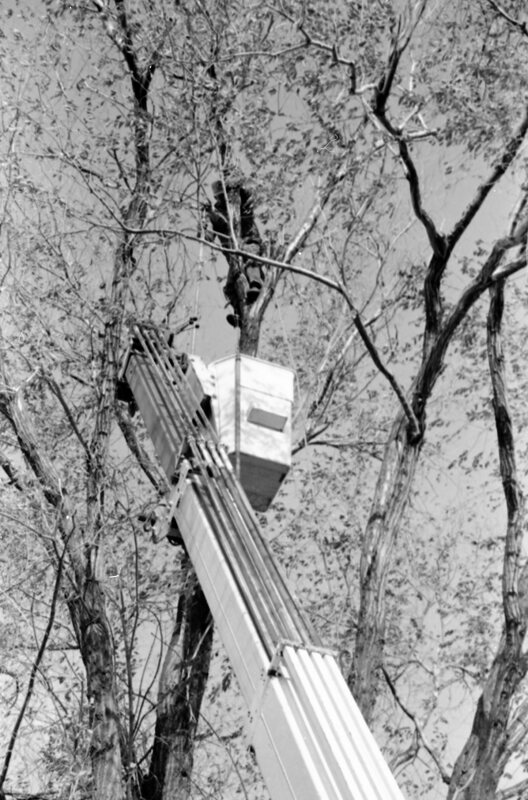 1988 Employee, Tree Trimming 07