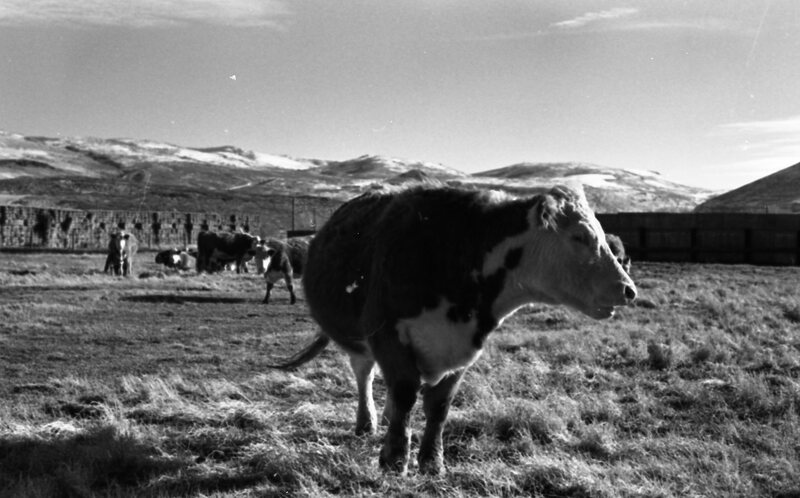 1978 OSU Union Experimental Field Station, Livestock 10