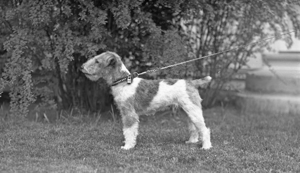 Reuter, Dog