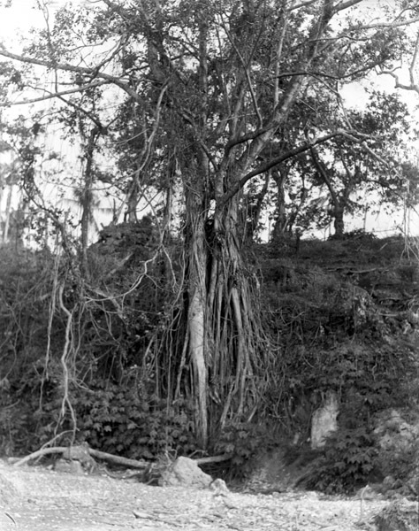 Dobodura Jungle Vines 2
