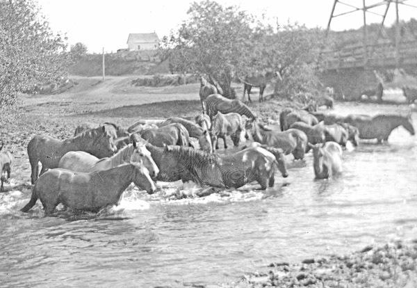 GRV, Horses