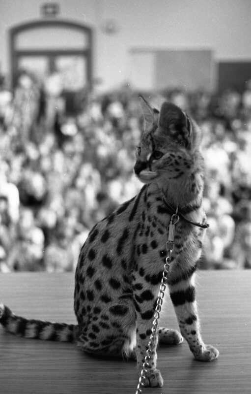 1985 Ackerman Elementary School, Safari 08