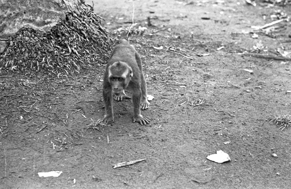 A monkey, named Jocko, squatting on the ground with all four limbs.