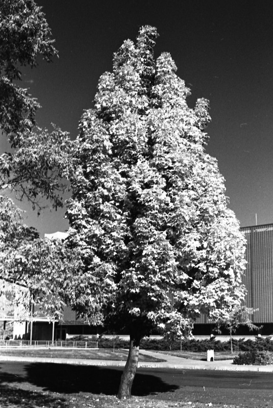 1977 Campus Tree 3