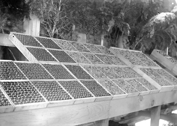 Cove, Cherry Fair Display 6