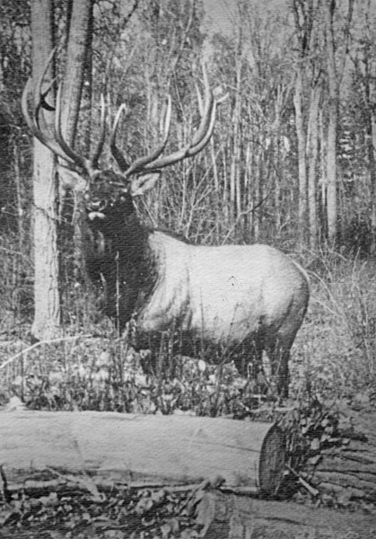 Oregon, Elk
