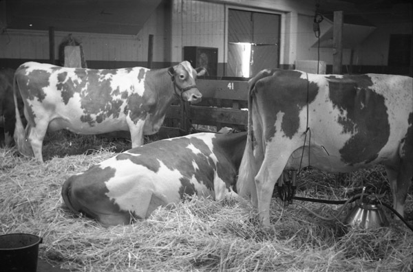 California, Stock Show 7