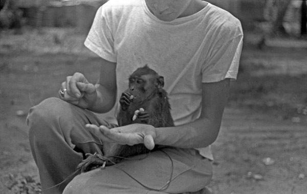 A monkey, named Jocko, sitting in the lap of a squatting young man. The monkey is eating something.
