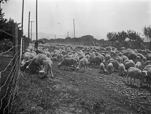 La Grande Farm, Cows