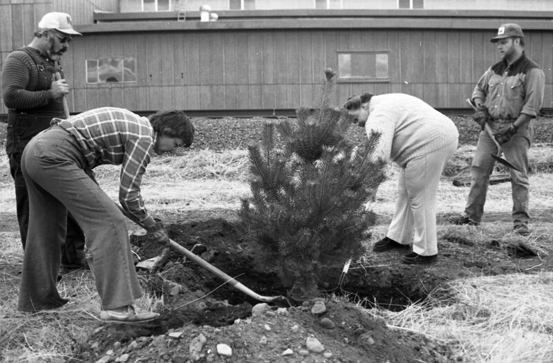 1985 Soroptimist Tree Plantings 10