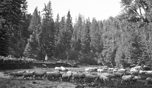 Flock of Sheep 2