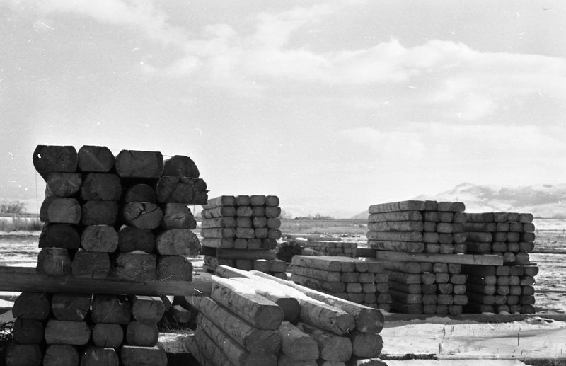 1980 Log Plant 20