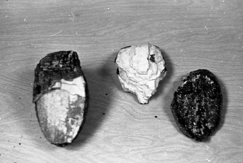 1979 Mammoth Teeth 01