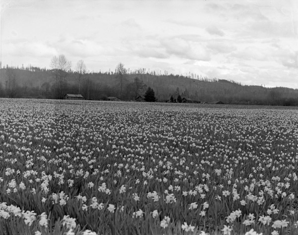 Farm, Daffodils 3