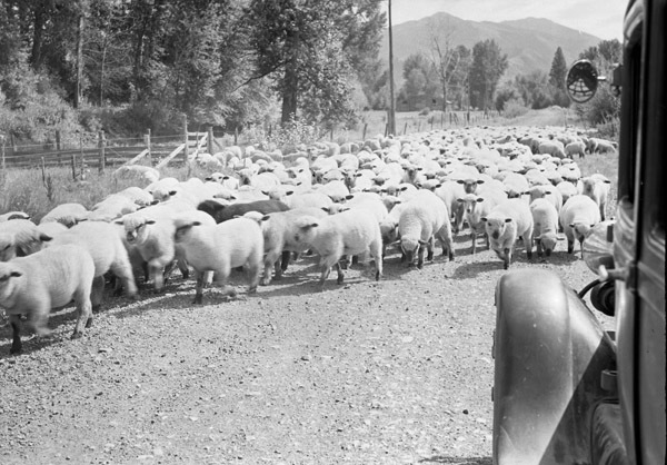 Imnaha, Flock of Sheep 2