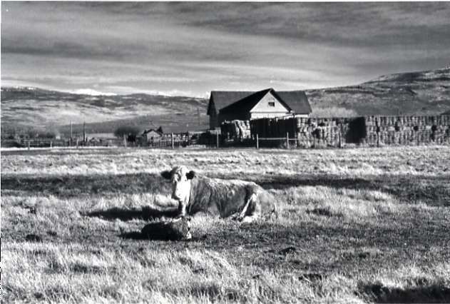 1978 OSU Union Experimental Field Station, Livestock 01