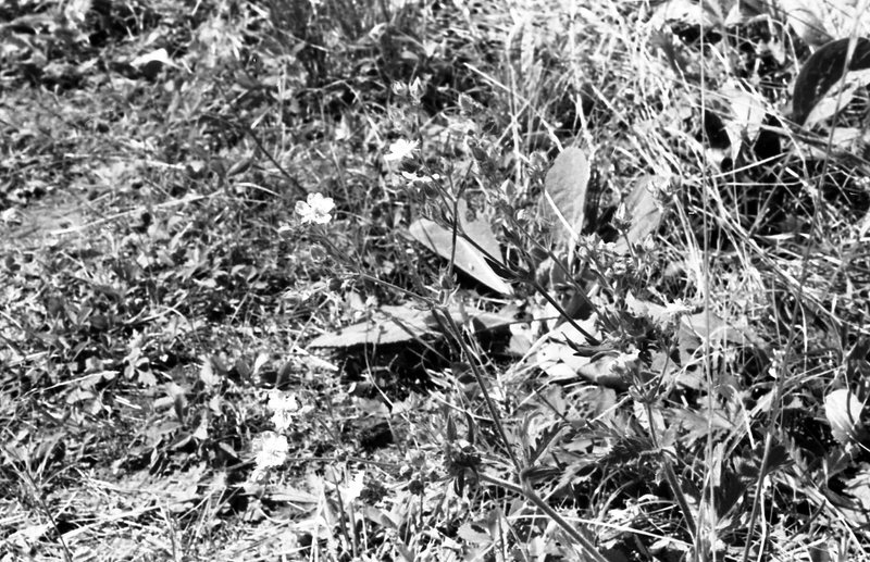 1981 Wallowa Mt. Field Station 49