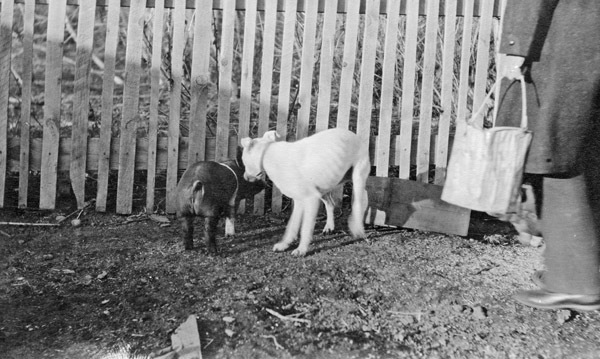 Reuter, Piglet &amp; Dog