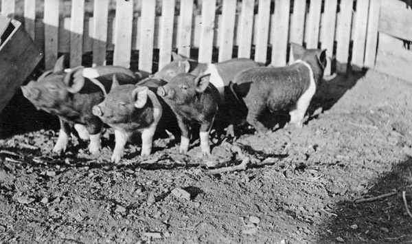 Reuter, Piglets 2