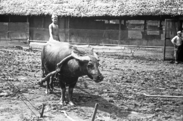 Leyte, Carabao Waiting
