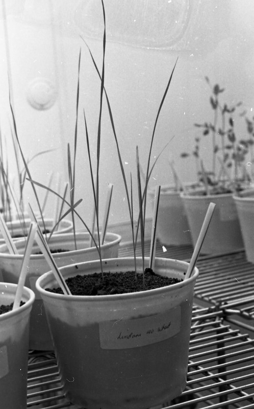1979 Agriculture, Range Study 03
