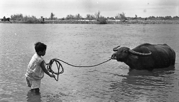 Binmaley Local &amp; Carabao 2