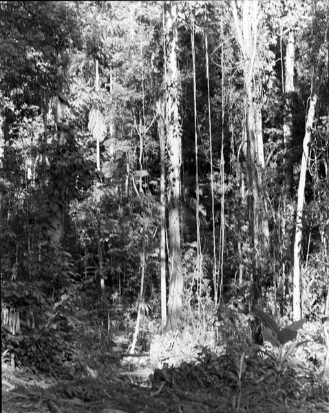 Dobodura Jungle Vines 1