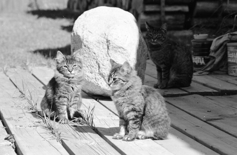 1985 Kittens 06