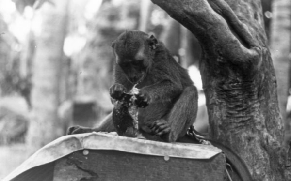 A monkey, named Jocko, sitting near a tree.