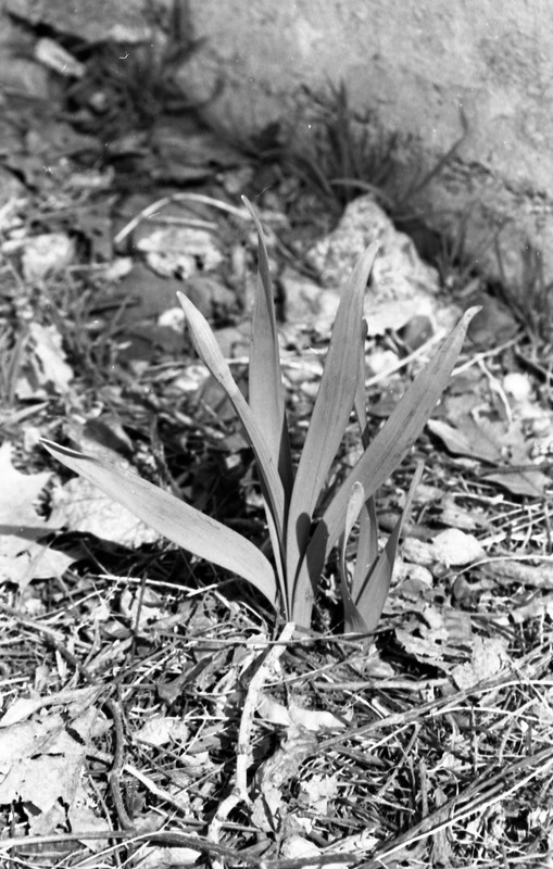 1985 Daffodils 02