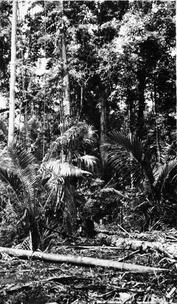 Dobodura Jungle 1