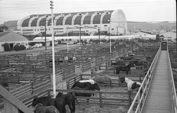 California, Stock Show 2