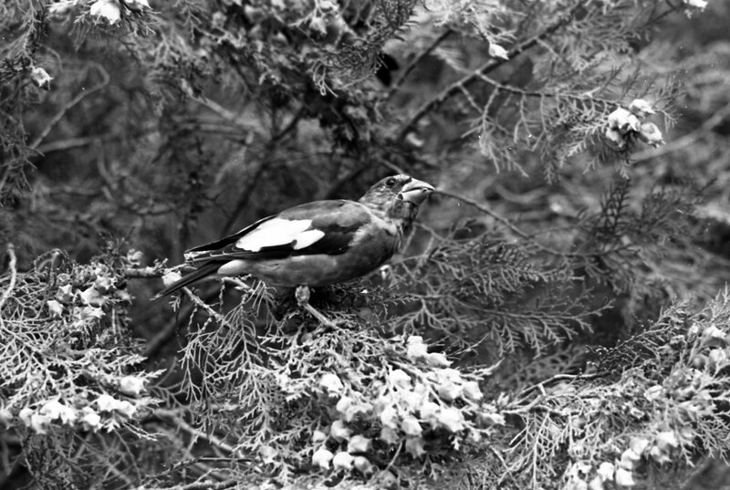 1977 Birds, Migratory 10