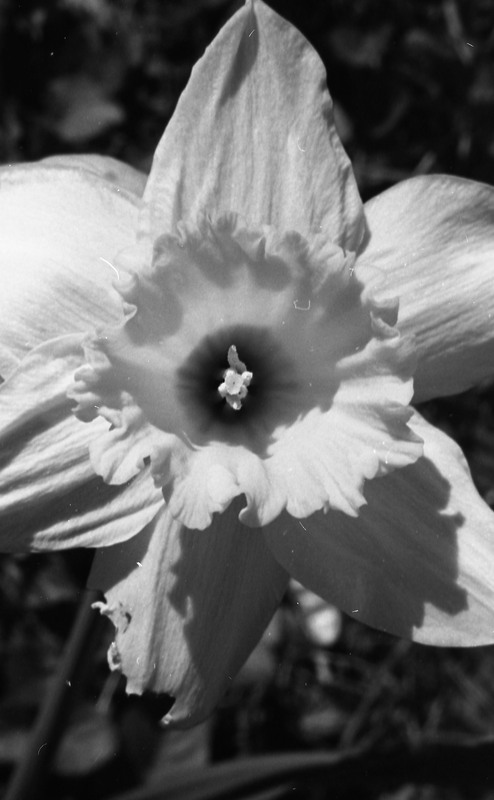 1985 Daffodils 07